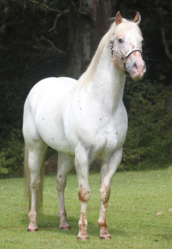 Sparkling Acres Stud - Skips Supreme.jpg